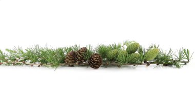 Larch 'ın beyaz arka planda izole edilmiş konileri olan şubesi. Yeşil ve kurumuş kozalaklı kozalaklı kozalaklı kozalak dalları..
