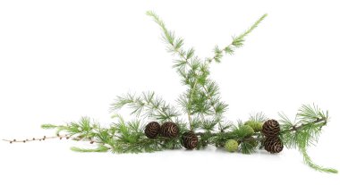 Larch 'ın beyaz arka planda izole edilmiş konileri olan şubesi. Yeşil ve kurumuş kozalaklı kozalaklı kozalaklı kozalaklı kozalaklı ağaçların sınırı.