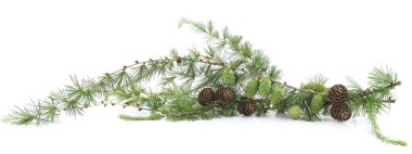 Larch 'ın beyaz arka planda izole edilmiş konileri olan şubesi. Yeşil ve kurumuş kozalaklı kozalaklı kozalaklı kozalaklı kozalaklı ağaçların sınırı.