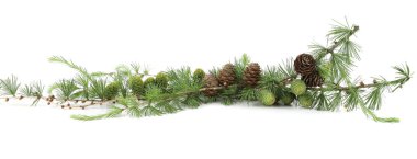 Larch 'ın beyaz arka planda izole edilmiş konileri olan şubesi. Yeşil ve kurumuş kozalaklı kozalaklı kozalaklı kozalaklı kozalaklı ağaçların sınırı.