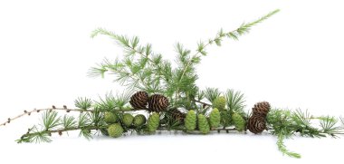 Larch 'ın beyaz arka planda izole edilmiş konileri olan şubesi. Yeşil ve kurumuş kozalaklı kozalaklı kozalaklı kozalaklı kozalaklı ağaçların sınırı.