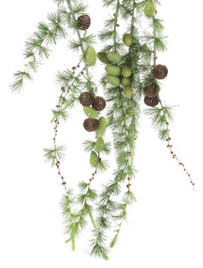 Larch 'ın beyaz arka planda izole edilmiş konileri olan dalları. Yeşil ve kurumuş kozalaklı kozalaklı kozalak dalları..