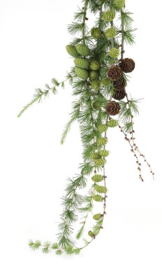 Larch 'ın beyaz arka planda izole edilmiş konileri olan dalları. Yeşil ve kurumuş kozalaklı kozalaklı kozalak dalları..