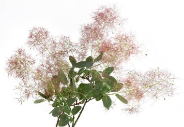 Blooming Smoke tree flowers isolated on white background. Smoke bush Cotinus plant bloom. clipart