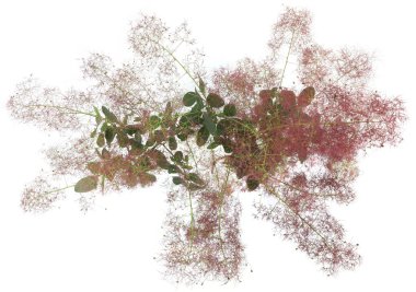 Çiçek açan Duman Ağacı çiçekleri beyaz arka planda izole edilmiş. Baca dumanı Cotinus bitkisi çiçek açıyor.