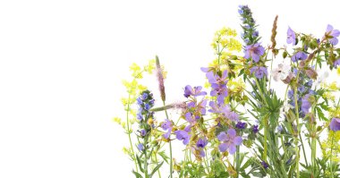 Beyaz arka planda izole edilmiş yabani otlar ve otlar. Çayır çiçekleri kır çiçekleri ve bitkiler Bitki örtüsü medya, Geranium pratense, Echium vulgare, Galyum verum.