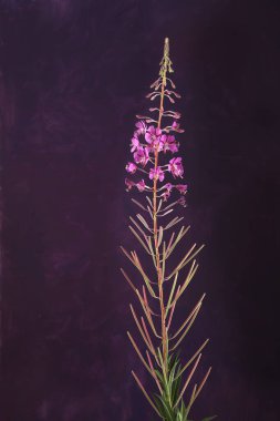 Flower Fireweed koyu mor arka plan. Vahşi çiçek fabrikası, Chamaenerion angustifolium, Rosebay willoerb.