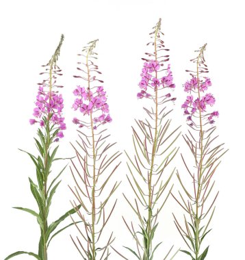 Fireweed çiçekleri beyaz arka planda izole edilmiş. Vahşi çiçekli bitkiler, Chamaenerion angustifolium, Rosebay willoerb.