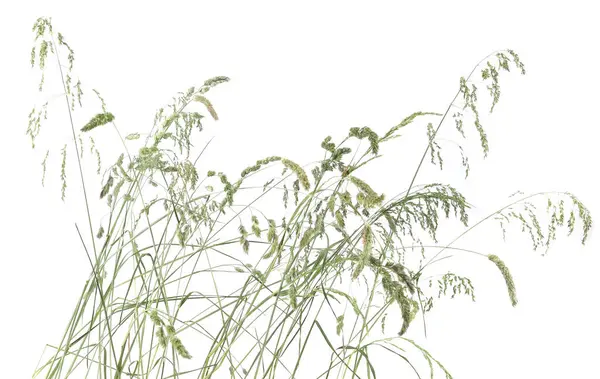 Çimenler sivri uçlu çiçekler beyaz arka planda izole edilmiş yabani çayır bitkileri. Soyut taze yabani ot çiçekleri, otlar.