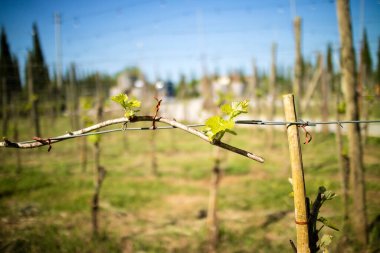 İtalya, Toskana 'daki bir üzüm bağının ayrıntıları. Sığ alan derinliği.