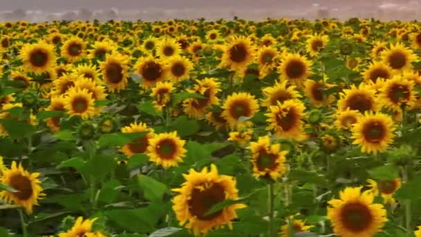 Zbliżenie Wideo Słoneczników Pole Słonecznika Żółte Kwiaty Nasionami Botanika Nagranie — Wideo stockowe