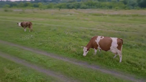 Nagranie Lotnicze Drona Krowy Chodzą Zielonej Łące Pastwiska Dla Bydła — Wideo stockowe