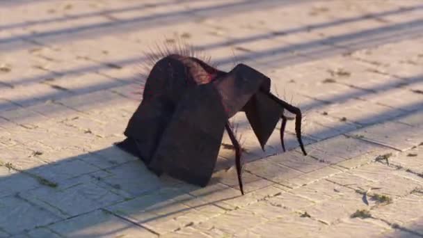 Uma Aranha Negra Com Roupas Caminha Sobre Betão Manto Violeta — Vídeo de Stock