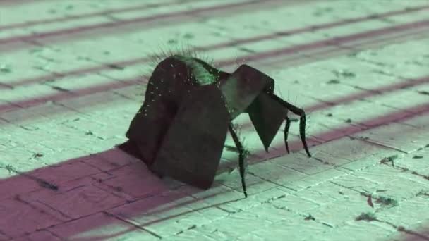 Uma Aranha Negra Com Roupas Caminha Sobre Betão Manto Verde — Vídeo de Stock
