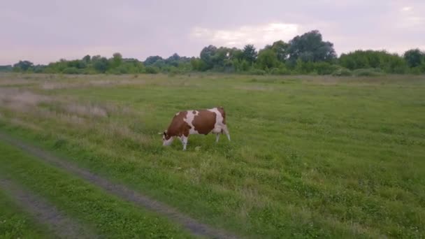 Aerial Video Filming Drone Cows Walk Green Meadow Pasture Cattle — Stock Video