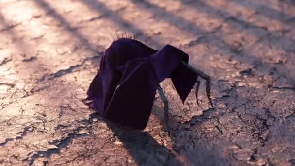 Uma Aranha Negra Com Roupas Caminha Solo Seco Manto Violeta — Vídeo de Stock