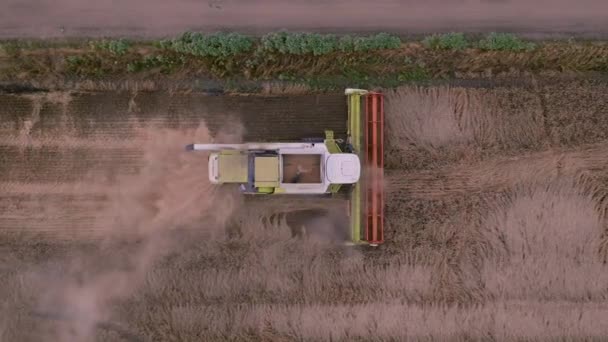 穀物畑で収穫する収穫者のトップビュー プロー 田舎だ ドローンからの空中ビデオ撮影 高品質4K映像 — ストック動画