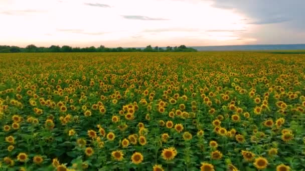 Slunečnice Při Západu Slunce Pole Mnoha Slunečnicemi Pole Žlutými Květy — Stock video