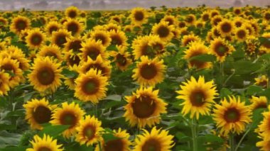  Ayçiçeklerinin yakın çekim videosu. Ayçiçeği tarlası. Çekirdekli sarı çiçekler. Botanik. İHA video 4K görüntüsü. Yüksek kalite 4k görüntü