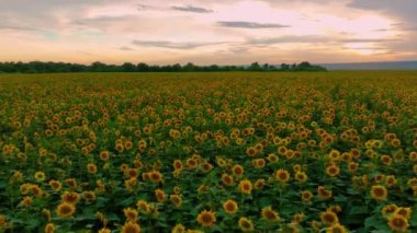  Gün batımında ayçiçekleri. Bir sürü ayçiçeği olan bir tarla. Sarı çiçekli tarla. Bir İHA 'nın hava görüntüsü. Yüksek kalite 4k görüntü