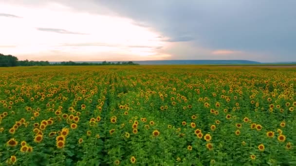 Slunečnice Při Západu Slunce Pole Mnoha Slunečnicemi Pole Žlutými Květy — Stock video