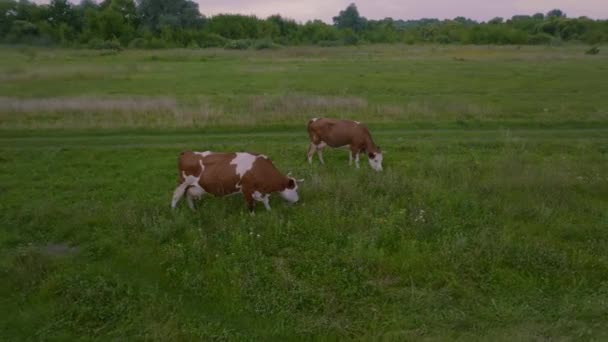 Vídeo Aéreo Filmado Desde Dron Las Vacas Caminan Prado Verde — Vídeo de stock