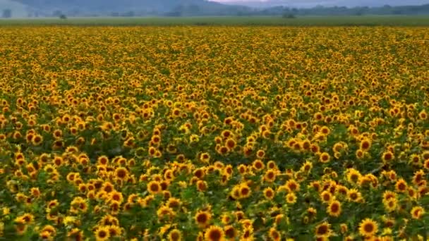 Luftaufnahmen Von Einem Feld Mit Sonnenblumen Ansicht Von Oben Gelbe — Stockvideo