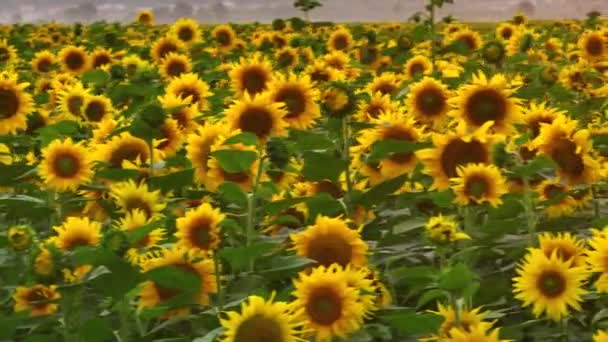 Κοντινό Βίντεο Ηλιοτρόπια Πεδίο Ηλιοτρόπιου Κίτρινα Λουλούδια Σπόρους Βοτανική Κηφήνας — Αρχείο Βίντεο