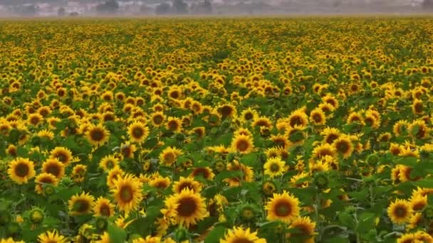 Luftaufnahmen Von Einem Feld Mit Sonnenblumen Landwirtschaft Landwirtschaft Ernte Ansicht — Stockvideo
