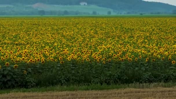 Vista Aérea Campo Girassóis Floridos Conceito Desenvolvimento Agrícola Flores Amarelas — Vídeo de Stock