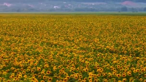 Видеосъемка Воздуха Поля Подсолнухами Вид Сверху Желтые Цветы Добыча Нефти — стоковое видео