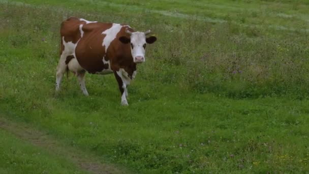 牛は緑の牧草地に立つ 接近中だ 最上階だ 田舎だ 緑の草 空中ドローン映像 高品質4K映像 — ストック動画