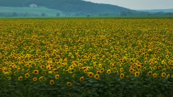 Vista Aérea Campo Girassóis Floridos Conceito Desenvolvimento Agrícola Flores Amarelas — Vídeo de Stock