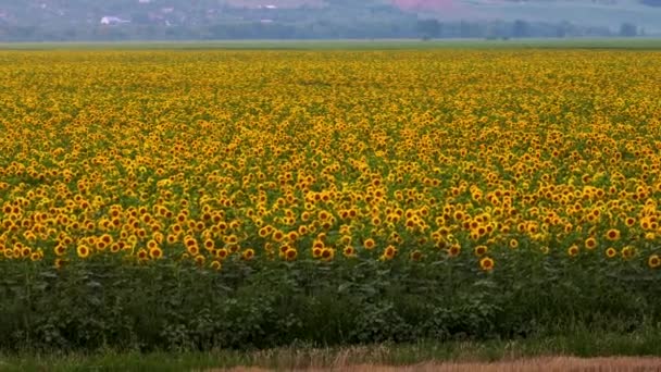 Çiçek Açan Ayçiçeği Tarlasının Havadan Görünüşü Tarım Gelişimi Kavramı Sarı — Stok video