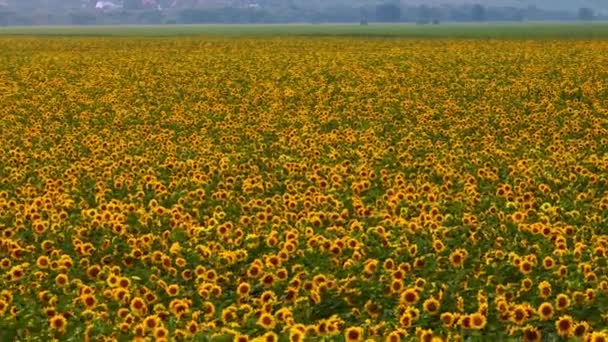Luftaufnahmen Von Einem Feld Mit Sonnenblumen Ansicht Von Oben Gelbe — Stockvideo