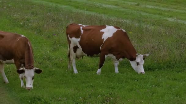 Vídeo Aéreo Filmar Drone Vacas Andam Num Prado Verde Pastagem — Vídeo de Stock