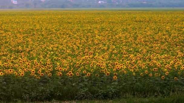 Luftaufnahme Von Blühenden Sonnenblumen Feld Das Konzept Der Landwirtschaftlichen Entwicklung — Stockvideo