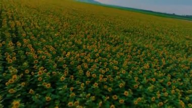  Yeşil ayçiçeği tarlasının üzerinden uçun. Sarı çiçek. Tarım. Çiftçilik. Üst Manzara. İHA video 4K görüntüsü. Yüksek kalite 4k görüntü