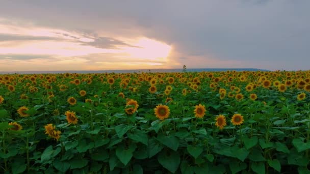 Ηλιοτρόπια Ηλιοβασίλεμα Ένα Χωράφι Πολλά Ηλιοτρόπια Αγροτεμάχιο Κίτρινα Λουλούδια Εναέρια — Αρχείο Βίντεο