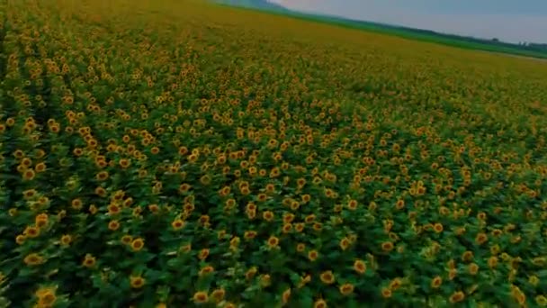Flug Über Das Grüne Sonnenblumenfeld Gelbe Blume Landwirtschaft Landwirtschaft Ansicht — Stockvideo