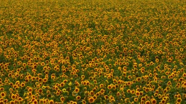 Sonnenblumen Endlose Textur Ein Feld Mit Vielen Sonnenblumen Blumenfeld Luftaufnahmen — Stockvideo