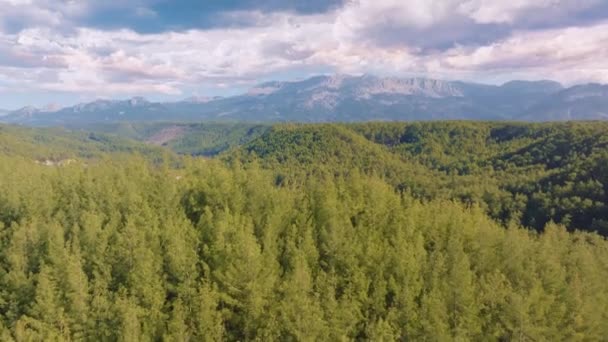 Відеозапис Повітряних Дронів Зелених Дерев Пагорбі Проти Блакитного Неба Річкорин — стокове відео