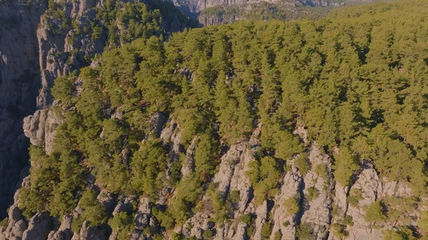 Aerial drone view of big canyon in sunny weather. Green trees and gray rocks. Mountain landscape. High quality photo
