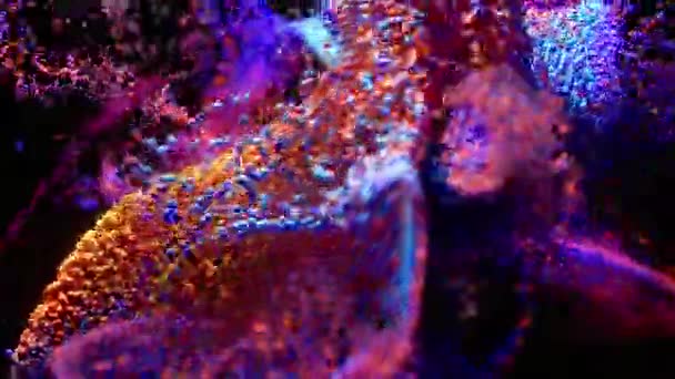 Turbilhão Partículas Multicoloridas Sobre Fundo Preto Isolado Movimento Lento Animação — Vídeo de Stock