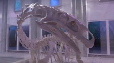 Antik tarih kavramı. Dinozor iskeleti yaklaşıyor. Paleontoloji Müzesi. Dinozor kafası. 3D animasyon. Yüksek kalite 4k görüntü
