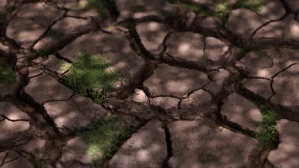 Umierająca Roślina Suchej Glebie Koncepcja Suszy Zmiany Klimatu Globalne Ocieplenie — Wideo stockowe