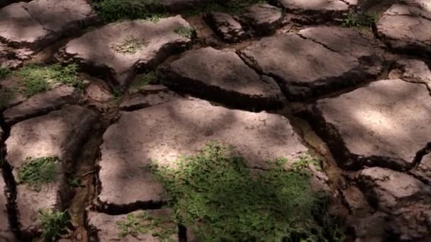 乾燥した土壌で染まる植物 干ばつという概念 気候変動と地球温暖化 農業への影響 水不足 淡水資源の不足 3Dアニメーション — ストック動画