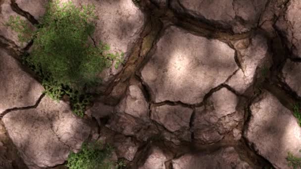 乾燥した土壌で染まる植物 干ばつという概念 気候変動と地球温暖化 農業への影響 水不足 淡水資源の不足 3Dアニメーション — ストック動画