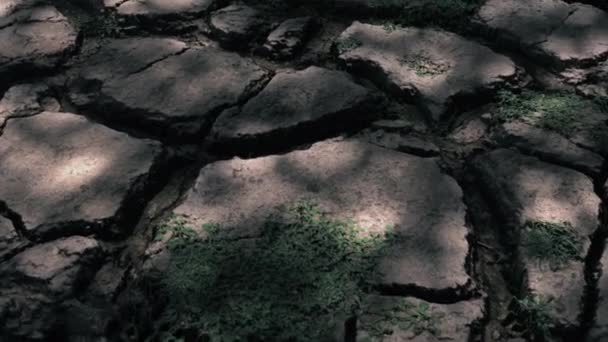 枯死的植物在干旱的土壤中 干旱的概念 气候变化和全球变暖 对农业的影响 缺乏淡水资源 3D动画 — 图库视频影像