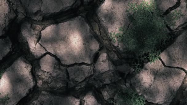 Umírající Rostlina Suché Půdě Pojem Sucha Změna Klimatu Globální Oteplování — Stock video